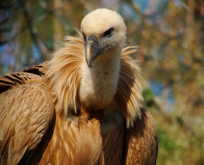 portrait de vautour fauve