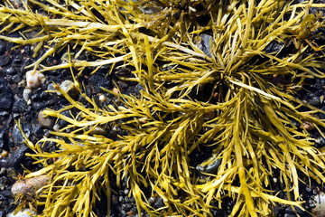 Brown algae, fucus