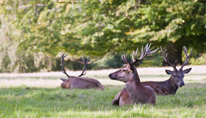 Red deer stags relaxing in last of Summer evening sun