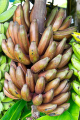 black banana , thai species