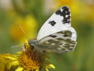 Pontia daplidice (mâle) ou marbré vert (papillon)