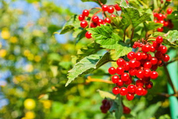 Viburnum berries