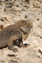 Iguana island