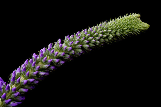 Veronica longifolia