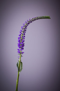 Veronica longifolia