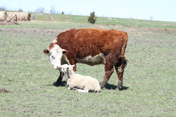 Hereford Cow and Ram