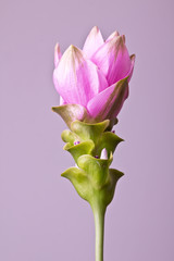 Curcuma