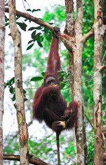 orangutanf in rainforest