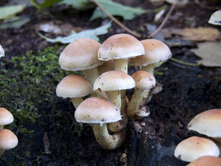 Schleimrüblinge - Oudemansiella