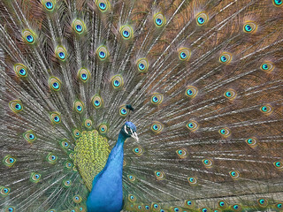 Fototapeta premium pfau