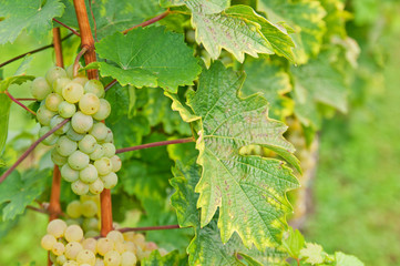 Helle Weintrauben am Rebstock