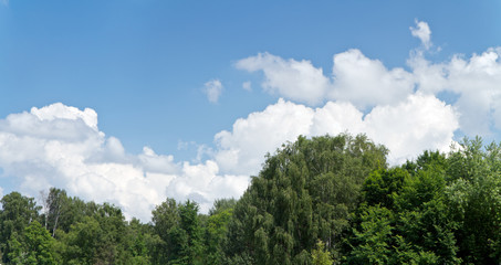 Summer landscape