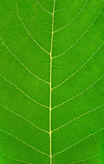 Green leaf vertical background