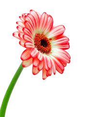gerber flower isolated on white background