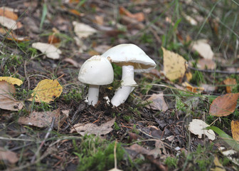 Poisonous mushrooms