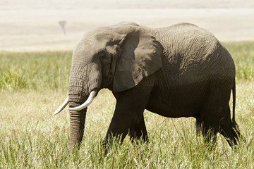 Fototapeta premium Elephant on the Masai Mara in Southwestern Kenya