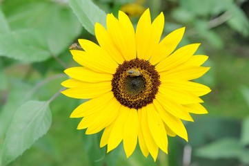 schwebfliege und biene auf sonnenblume