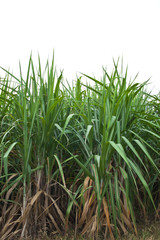 Sugar cane plant on white background.