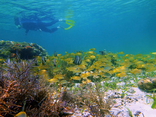 Underwater landscape in a coral reef with shoal of tropical fish and a man snorkeling in background, Caribbean sea, Panama