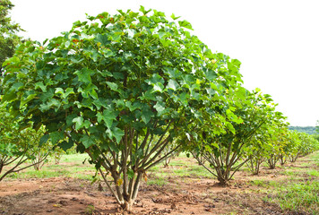 Jatropha plant in countryside of Thailand