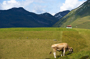 Fototapeta na wymiar Siano