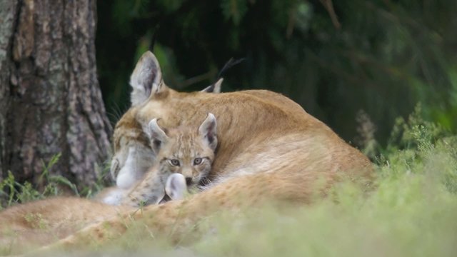 Luchs mit drei Jungen
