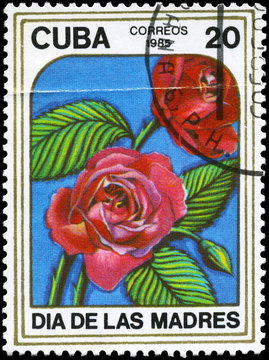 CUBA - CIRCA 1985 Rose