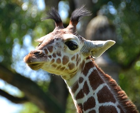 Cute Giraffa