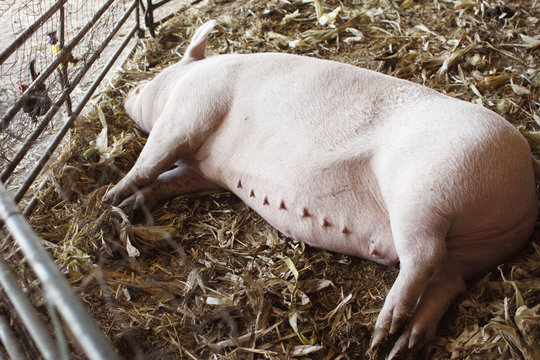 Sleeping Pig In A Pen