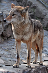 Fototapeta premium Coyote