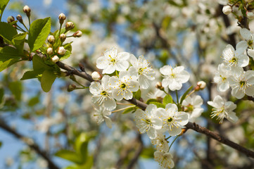 blossoming branch