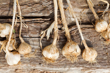 Biologocal garlics