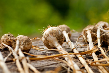 Biologocal garlics