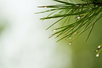 Naklejka na ściany i meble Pine tree in the Rain
