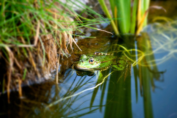 Frog in a natural environment
