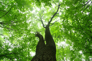 forest © Pakhnyushchyy