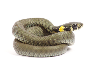 snake