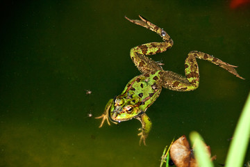 Frog in a natural environment