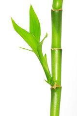 Fototapeta na wymiar bamboo