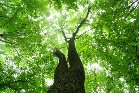 Fototapeta forest