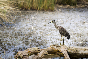 Black-crowned Night Heron, Immature