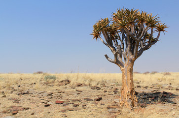 Indigenous Quiver tree (Aloe dichotoma) in Namib desert