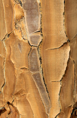 Close-up of Quiver tree (Aloe dichotoma) in Namib desert