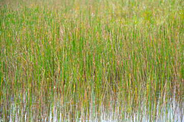 grass texture background