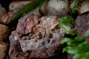 plants and garden