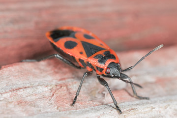 Firebug sitting on wood, macro photo