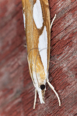Small moth sitting on wood