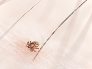 Tick larvae sucking blood from human