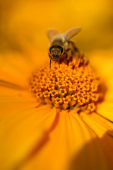 Bee