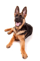 German Shepherd dog